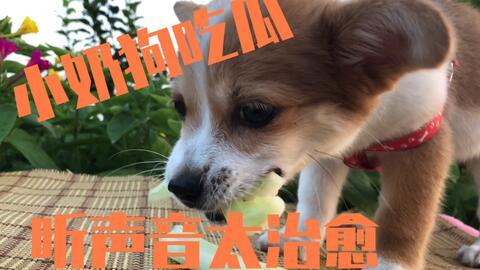 给宠物相亲吃瓜,吃瓜群众围观萌宠甜蜜邂逅