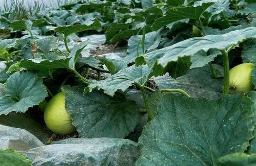 脆瓜连皮吃么,营养与口感的双重享受