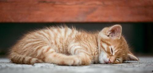 猫咪吃瓜栗叶子,揭秘植物中毒背后的故事