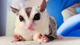 吃瓜的嘤嘤,揭秘娱乐圈幕后故事