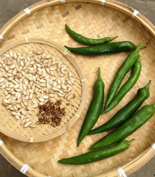 吃瓜必须吃籽,探寻吃瓜的乐趣与奥秘