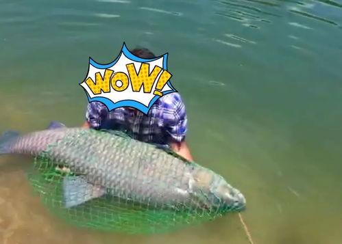 吃瓜捞鱼,吃瓜捞鱼，畅享田园乐趣