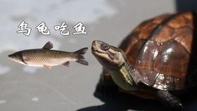 大池塘乌龟吃瓜,大池塘乌龟的夏日瓜果盛宴