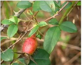 小萍子吃瓜,揭秘娱乐圈幕后故事