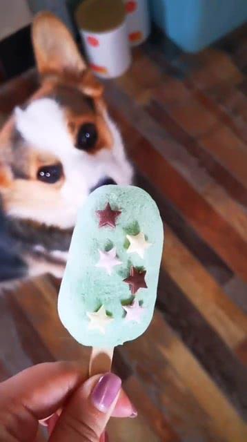 gua吃瓜甜品小狗,GUA吃瓜甜品小狗的甜蜜日常