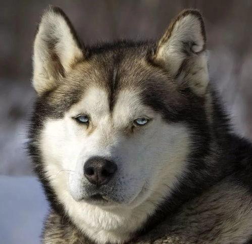 哈哥吃瓜,揭秘娱乐圈那些不为人知的幕后故事