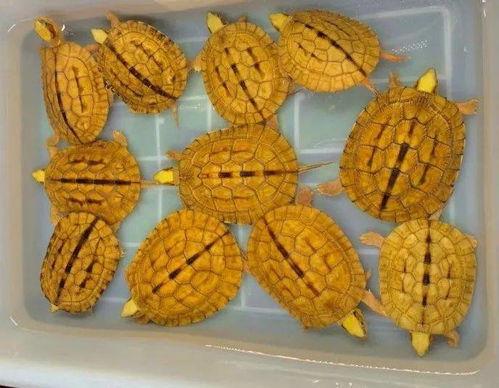 盲盒吃瓜,揭秘潮流玩具背后的秘密与争议