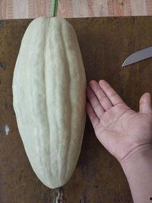 叶十七吃瓜,一场吃瓜引发的欢乐盛宴