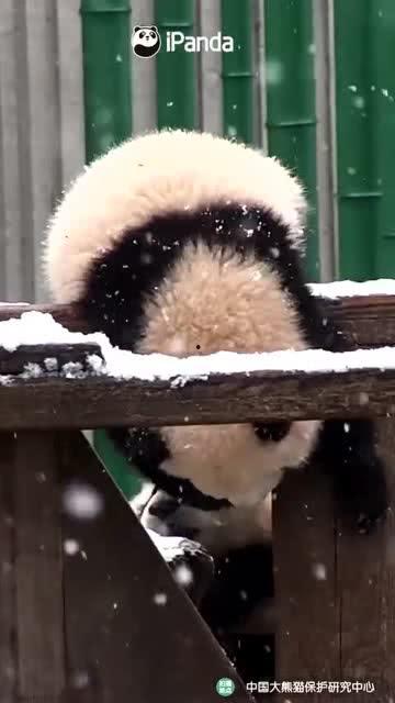 吃瓜小熊海天使,揭秘海洋生物的趣味生活