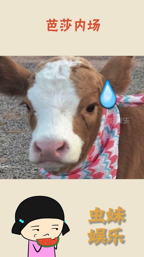 狐仙抖音吃瓜,揭秘网络红人的神秘面纱