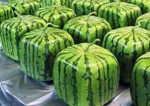 吃稀瓜吗,吃稀瓜，享受清凉一夏