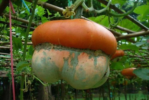 留邻居吃瓜,共享生活乐趣，共度美好时光