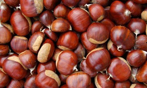 猫咪吃板栗瓜吗,揭秘猫咪饮食中的板栗瓜之谜