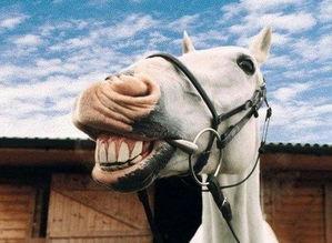 吃瓜贵族马王,吃瓜贵族的传奇人生