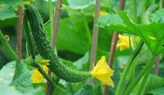 七瓣花儿吃瓜,一场别开生面的吃瓜盛宴