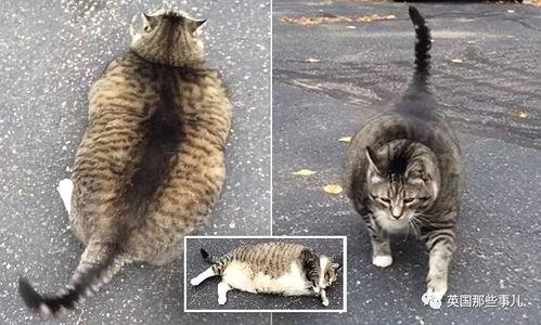 肥猫直播吃瓜,趣味横生的美食直播盛宴