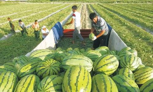 包头回中吃瓜,一场吃瓜大戏背后的真相揭秘