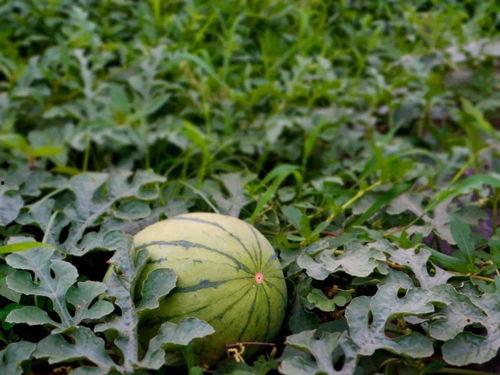 表示吃瓜的祝福,福满心田