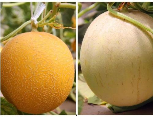 小品吃瓜完整版,小品吃瓜完整版，揭秘娱乐圈幕后风云