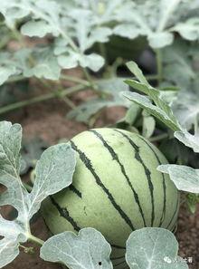 网红吃瓜最近,揭秘娱乐圈幕后真相，带你领略明星们的真实生活