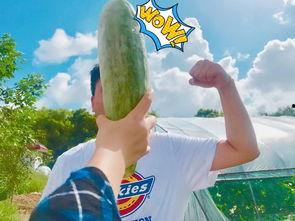 开胃瓜吃瓜群众,吃瓜群众的味蕾狂欢之旅