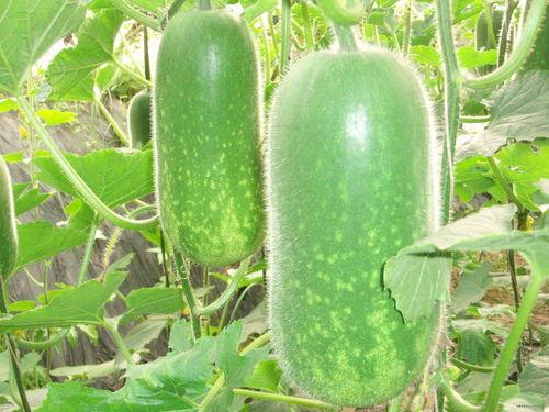 5r吃瓜,揭秘娱乐圈的甜蜜与苦涩